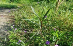 Làm giấy quỳ từ hoa chiều tím bằng phương pháp đơn giản