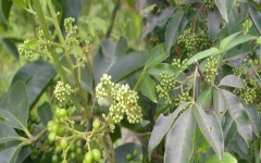 Sản phẩm từ cây ba chạc – giải pháp chấm dứt mọi nỗi lo về bệnh ngoài da