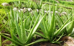 Điều chế serum từ dầu dừa và nha đam trị mụn trứng cá cho các bạn học sinh ở lứa tuổi dậy thì