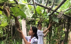 Sản phẩm sáng tạo từ xơ mướp