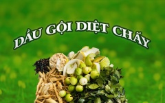 Bộ sản phẩm diệt chấy từ tự nhiên