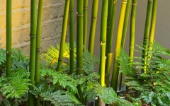 Tre và dương xỉ