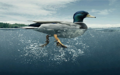 Vịt bơi qua được mà